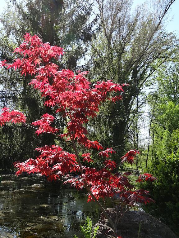 Hostellerie Restaurant Les Gorges De L'Aveyron Bruniquel المظهر الخارجي الصورة